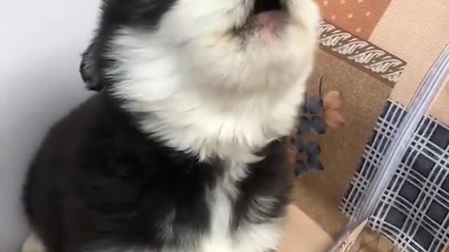 Cute Puppies Howl For The First Time