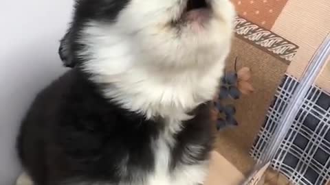 Cute Puppies Howl For The First Time