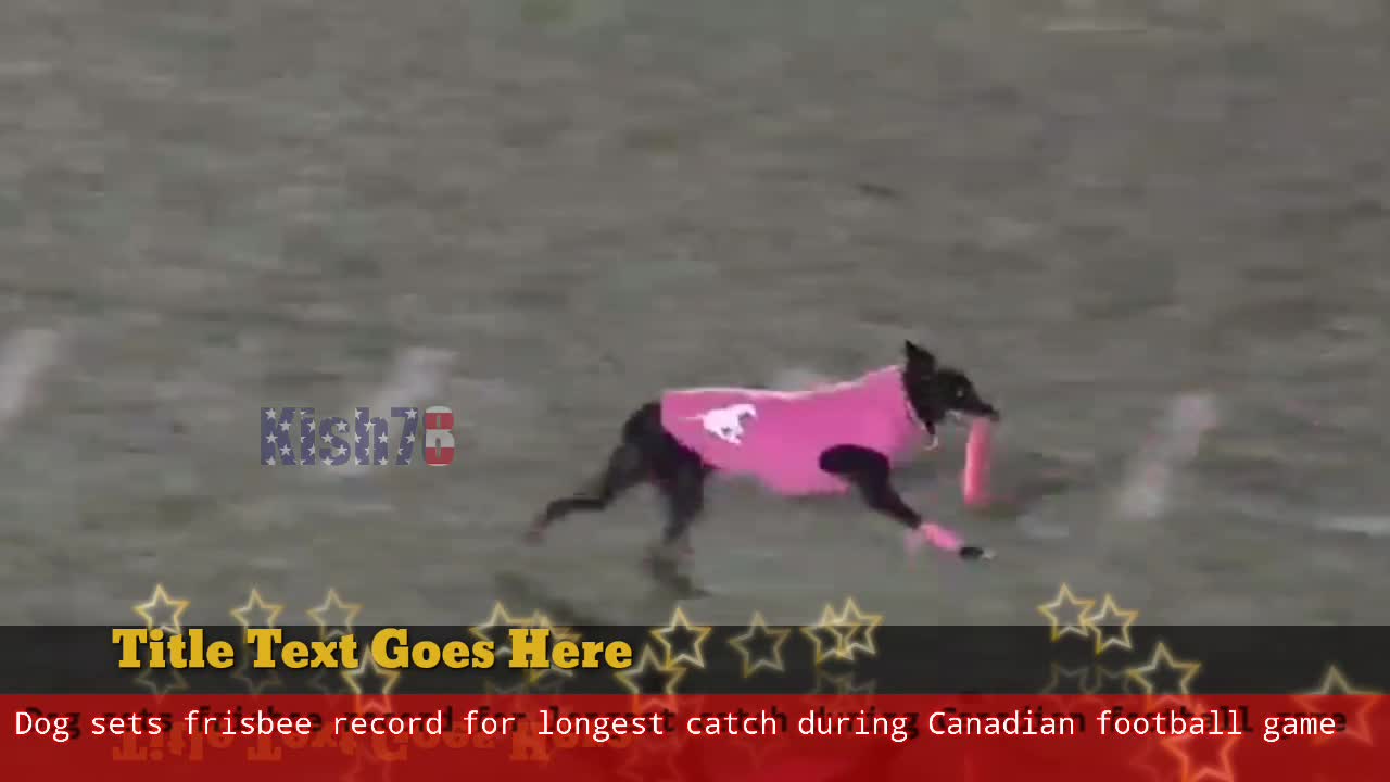 Dog sets frisbee record for longest catch during Canadian football game