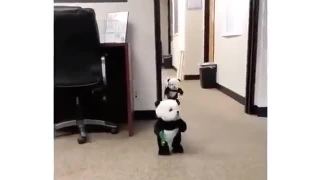 Cute Dogs Dressed As Pandas Surprise Mom At The Office