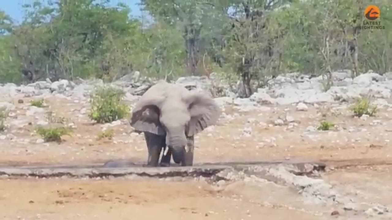 Elephants Try Saving Stuck Rhino from Hungry Lions