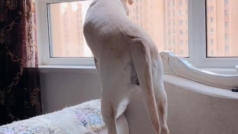 Does your dog look out the window like this?
