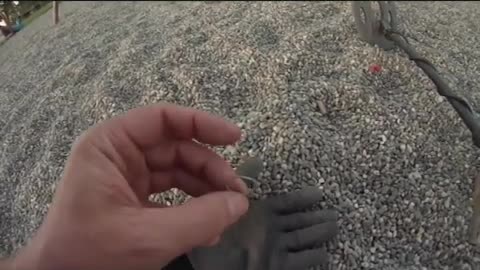 69th hunt of 2013 ( Sand scooping Alaskan style )