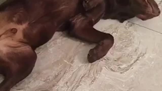 Kimbo dormilon