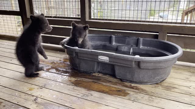 Cute Cubs Play at the Tub