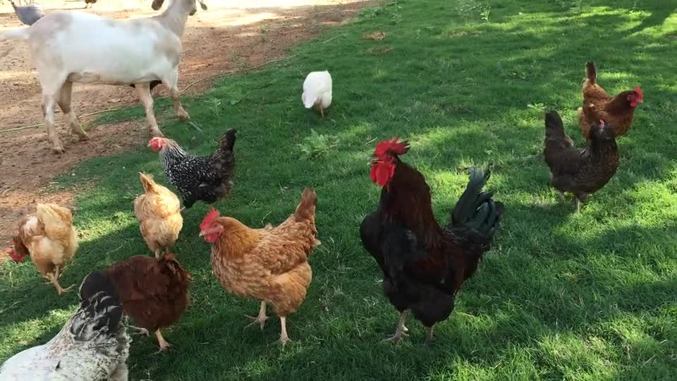 herd-of-chicken