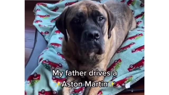 CUTE DOGS TALKS ABOUT CARS