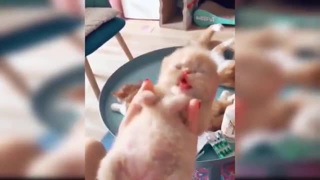 Baby Cats - Cute and funny Baby Cats Videos Compilation