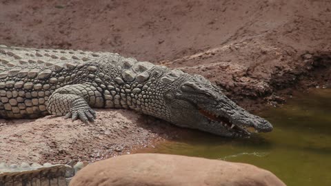 Sneaky Crocodile(very danger)