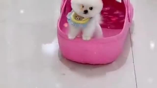 Funny and Cute Dogs Videos Compilation