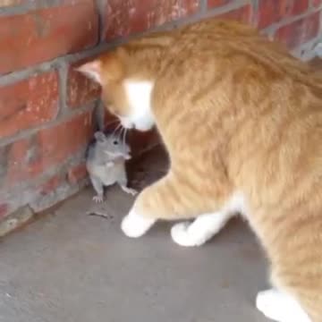 Cat 🐈 cat 🐱 chat