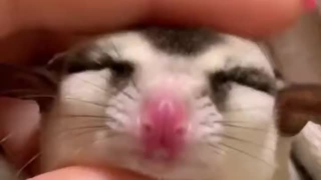 The best and most beautiful pets