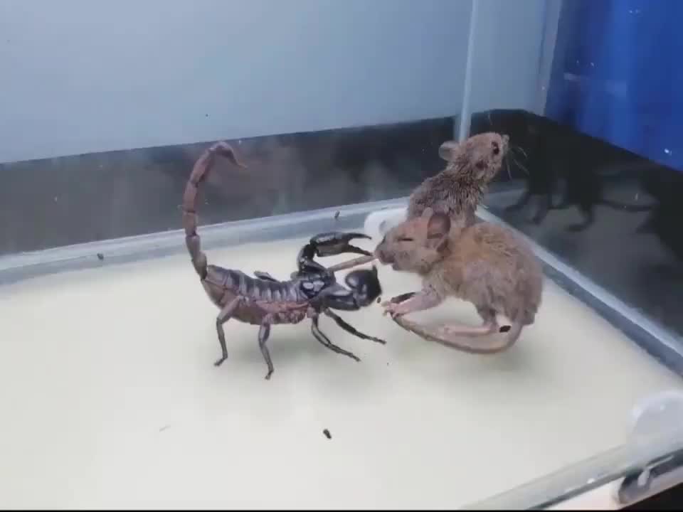 Scorpio vs rat who will win you will be amazed