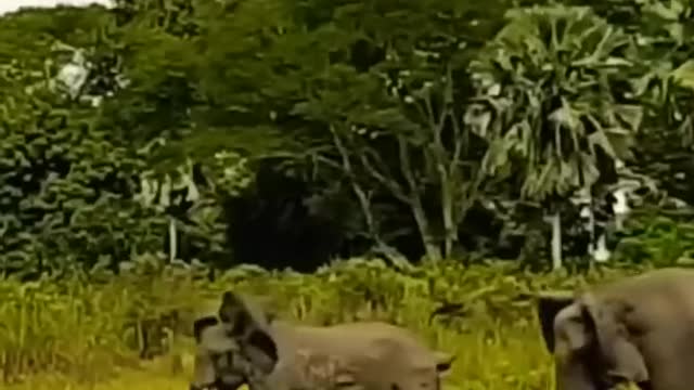 Mother Elephant Rescue Calf from Crocodile.