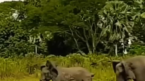 Mother Elephant Rescue Calf from Crocodile.