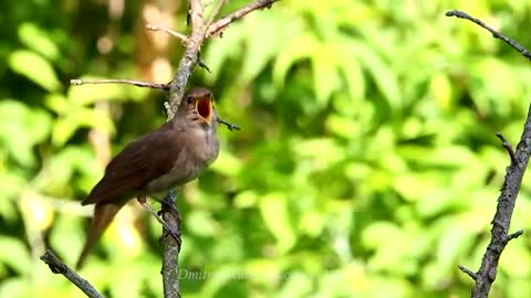 Bird Song So Funny