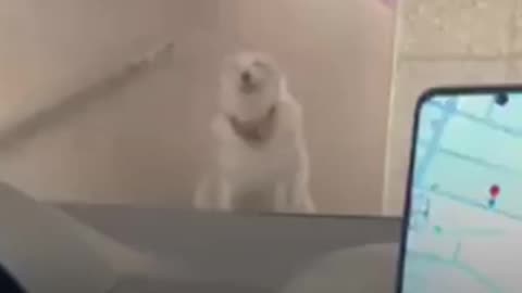 Este can reacciona de forma particular a la petición de su dueña