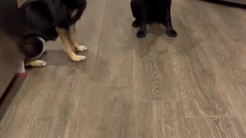Dog lovers