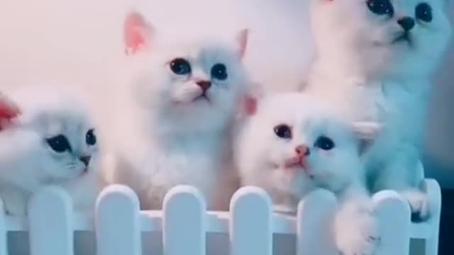 ×OMG So Cute 😍 Best Funny Cats Compilation #Shorts