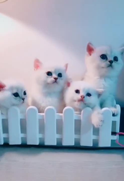 ×OMG So Cute 😍 Best Funny Cats Compilation #Shorts