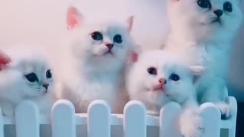 ×OMG So Cute 😍 Best Funny Cats Compilation #Shorts