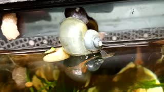 Mystery snail laying a clutch of eggs