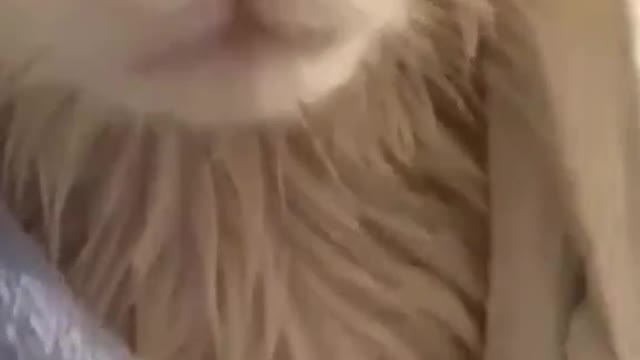 Cute cat taking bath