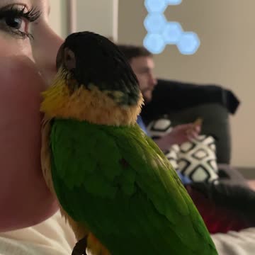 Baby caique parrot does her bedtime squeaks