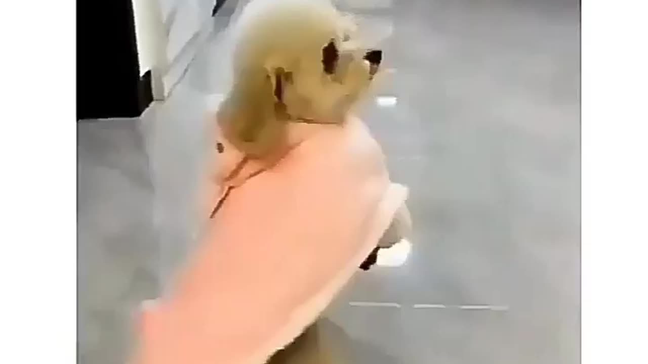 Little Funny and cute dog 🐶😍