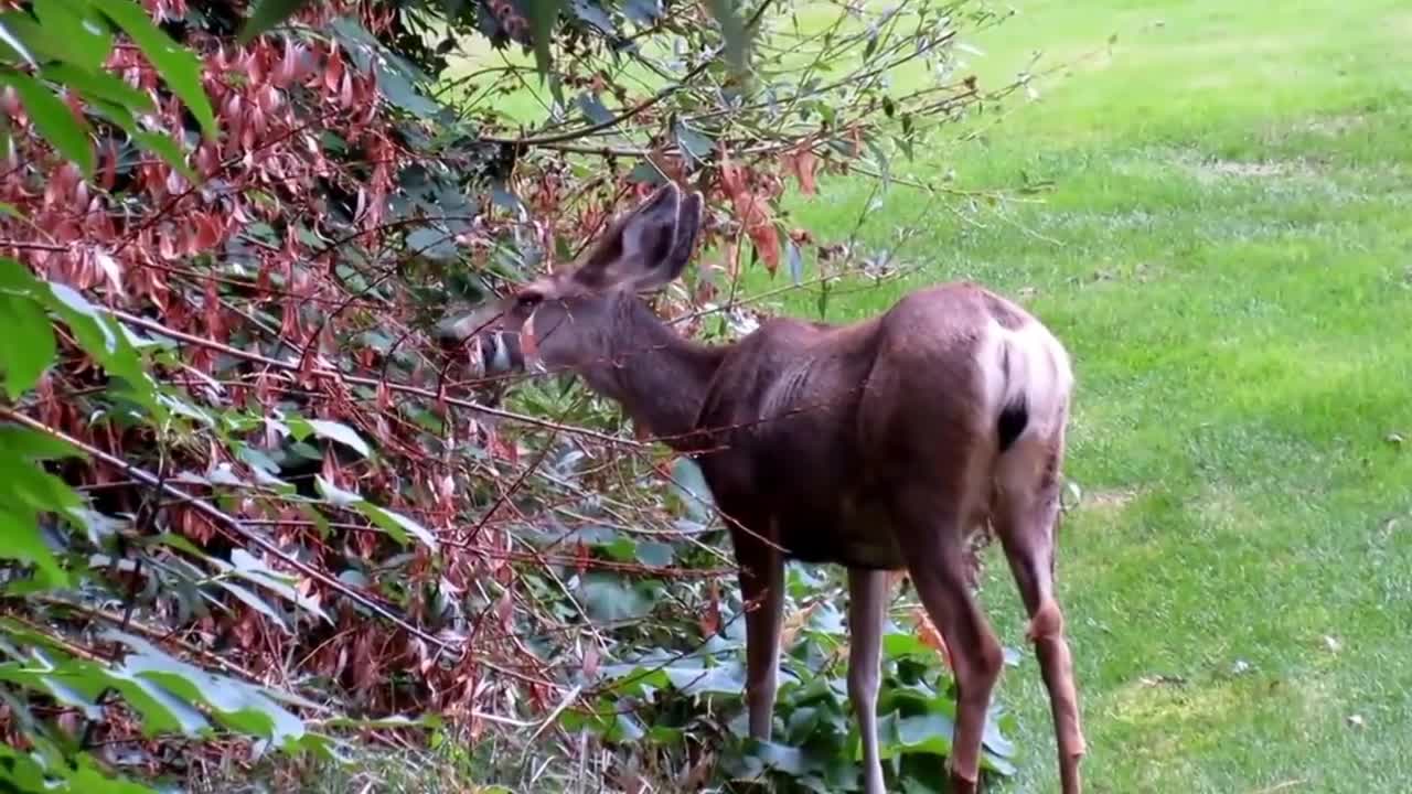 A Deer Is Eating The Tasty Flowers!
