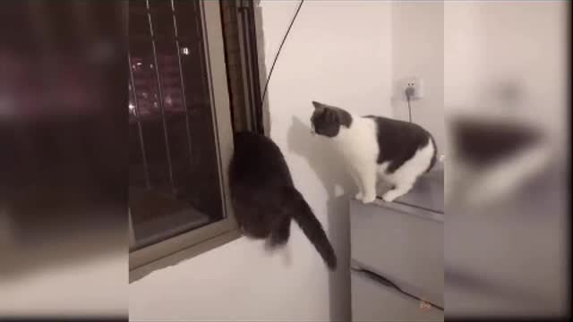 Cute little cat playing