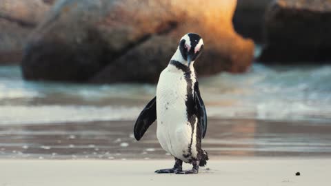 An African Penguin at the Beach