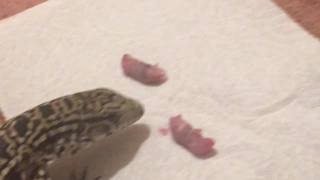 Tasty Tegu