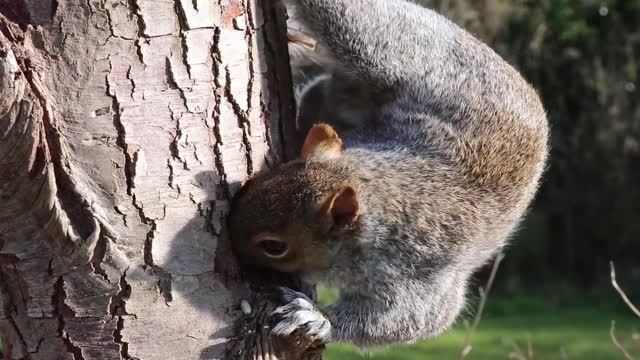 the squirrel eats