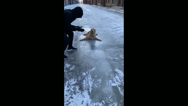 A dog that can't walk on ice