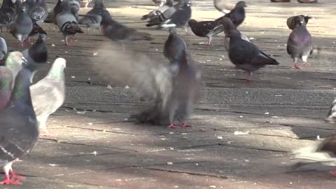 pigeon