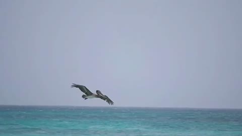 Seagull trying to steal fish from a pelican