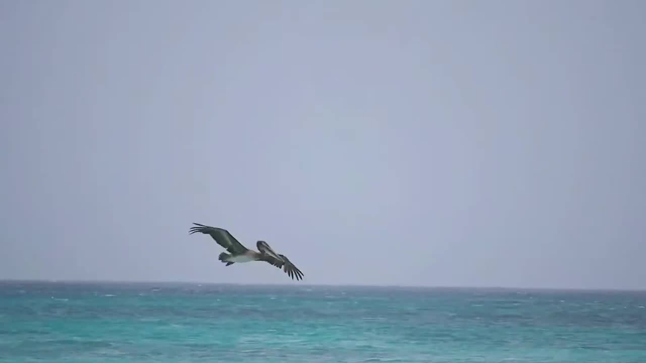 Seagull trying to steal fish from a pelican