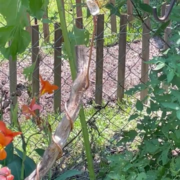 💥DragonFly on my "Electro Antennae"