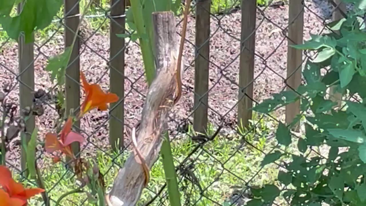 💥DragonFly on my "Electro Antennae"