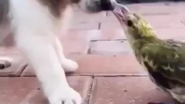 Dog😂and Bird🐦 Fighting 😂🤣😂🤣