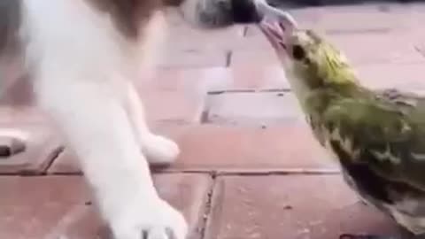 Dog😂and Bird🐦 Fighting 😂🤣😂🤣