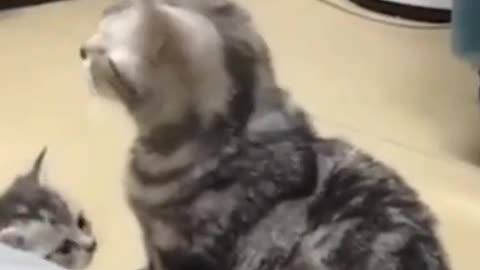 cat jumps in surprise