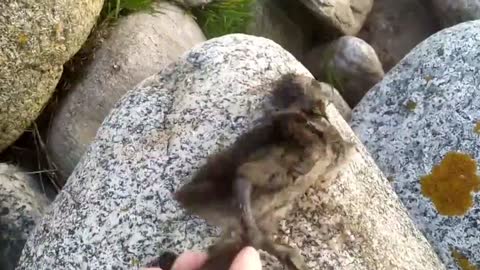 Man rescues cute baby duck trapped in old lobster pot