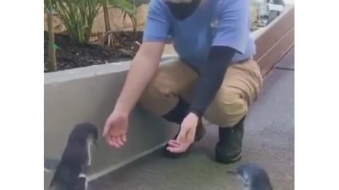 Funny Animal Videos. Penguin's are cute.