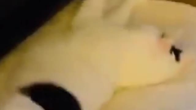 Strange cat