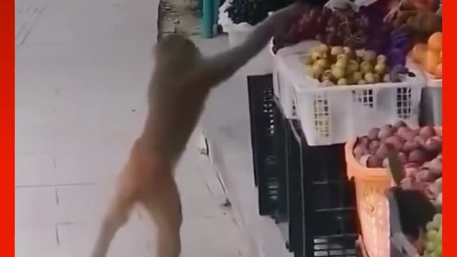 cat funny video