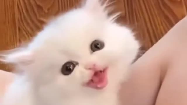 It is cat so cute