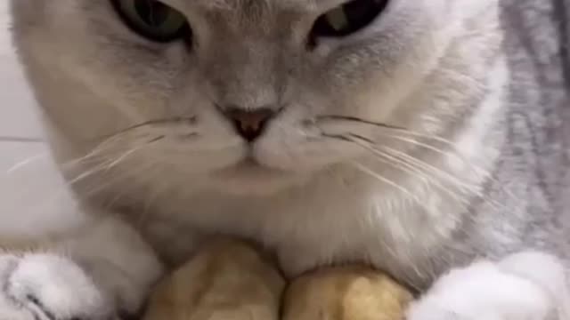 Lovely Cat and two Hamsters being good friends