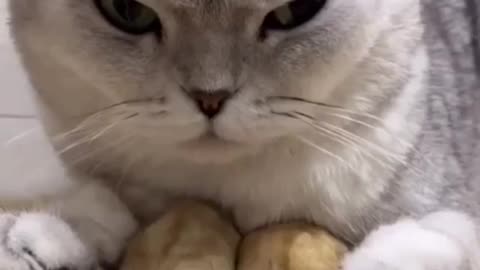 Lovely Cat and two Hamsters being good friends